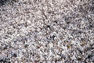 Penn State fans at Beaver Stadium in University Park, PA